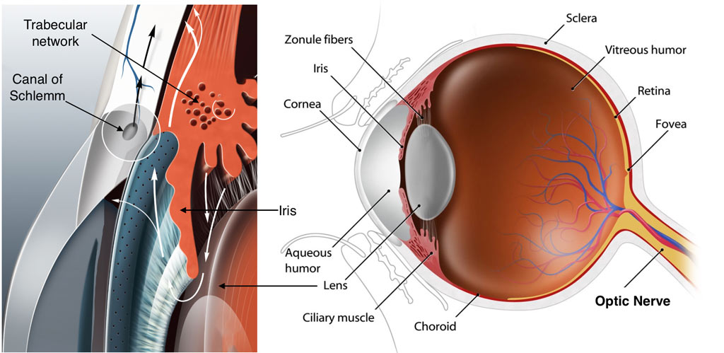 Normal flow of eye fluid through the trabecular meshwork