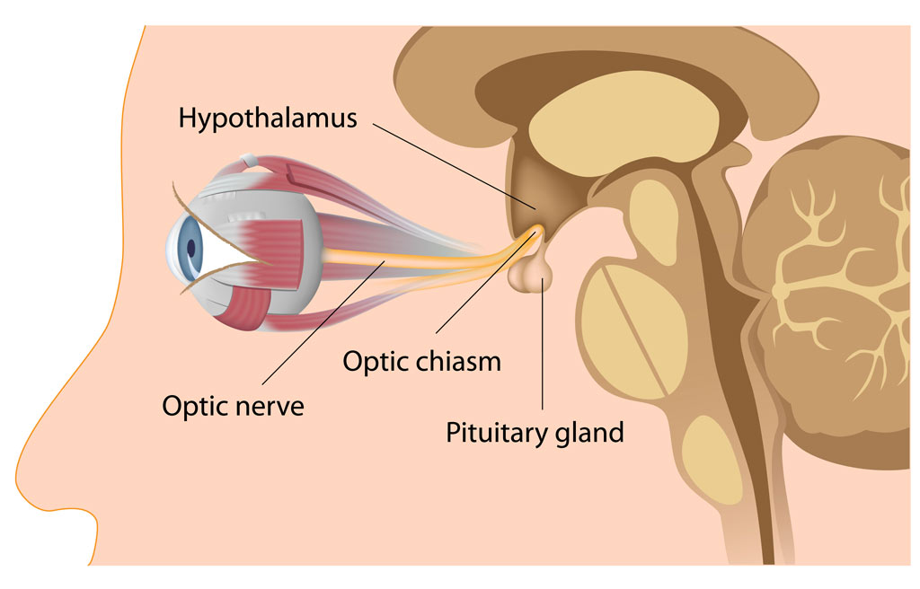 Optic Nerve Pathway